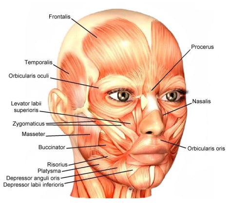 The Muscular System Face 25