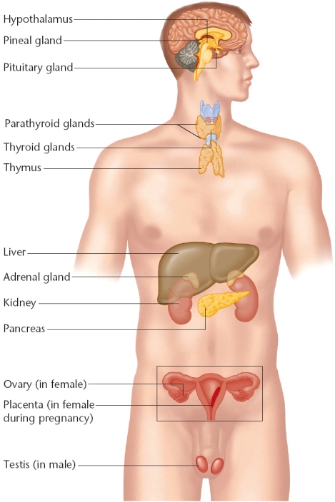 Image result for the endocrine system anatomy